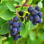 Миниатюра 2. Ирга канадская в каталоге СЦ Корекозево