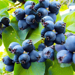 Миниатюра 1. Ирга канадская в каталоге СЦ Корекозево