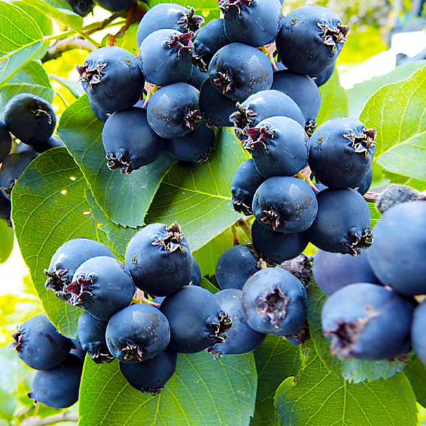 Фото 1. Ирга канадская в каталоге СЦ Корекозево