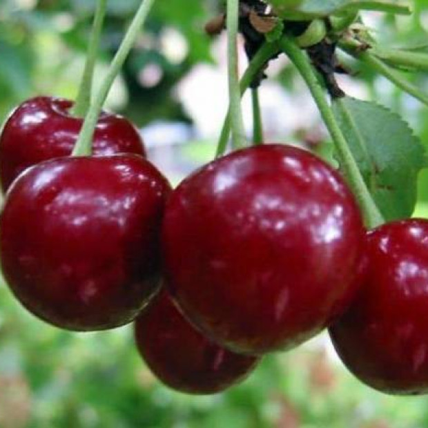 Фото 3. Дюк «Саратовская Малышка» в каталоге СЦ Корекозево