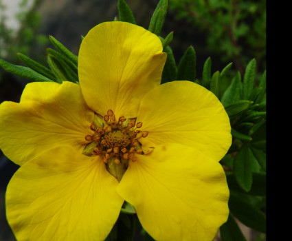 Лапчатка Голдфингер в каталоге СЦ Корекозево