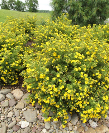 Лапчатка Голдфингер в каталоге СЦ Корекозево