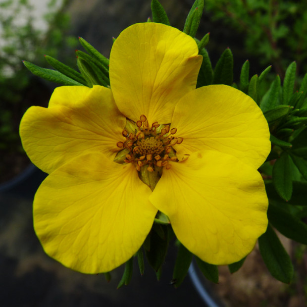 Фото 2. Лапчатка Голдфингер в каталоге СЦ Корекозево